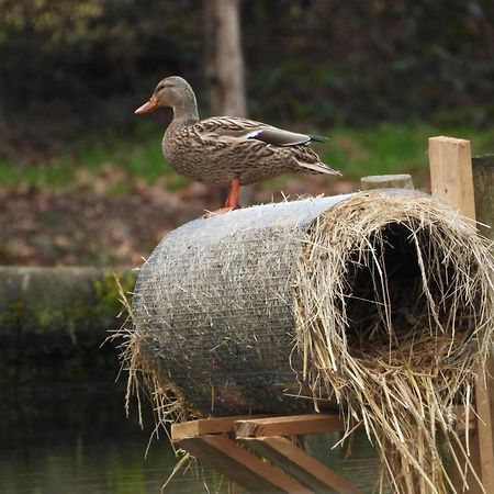 Maison D'Hotes En Pleine Nature Avec Chevaux Soucht Esterno foto