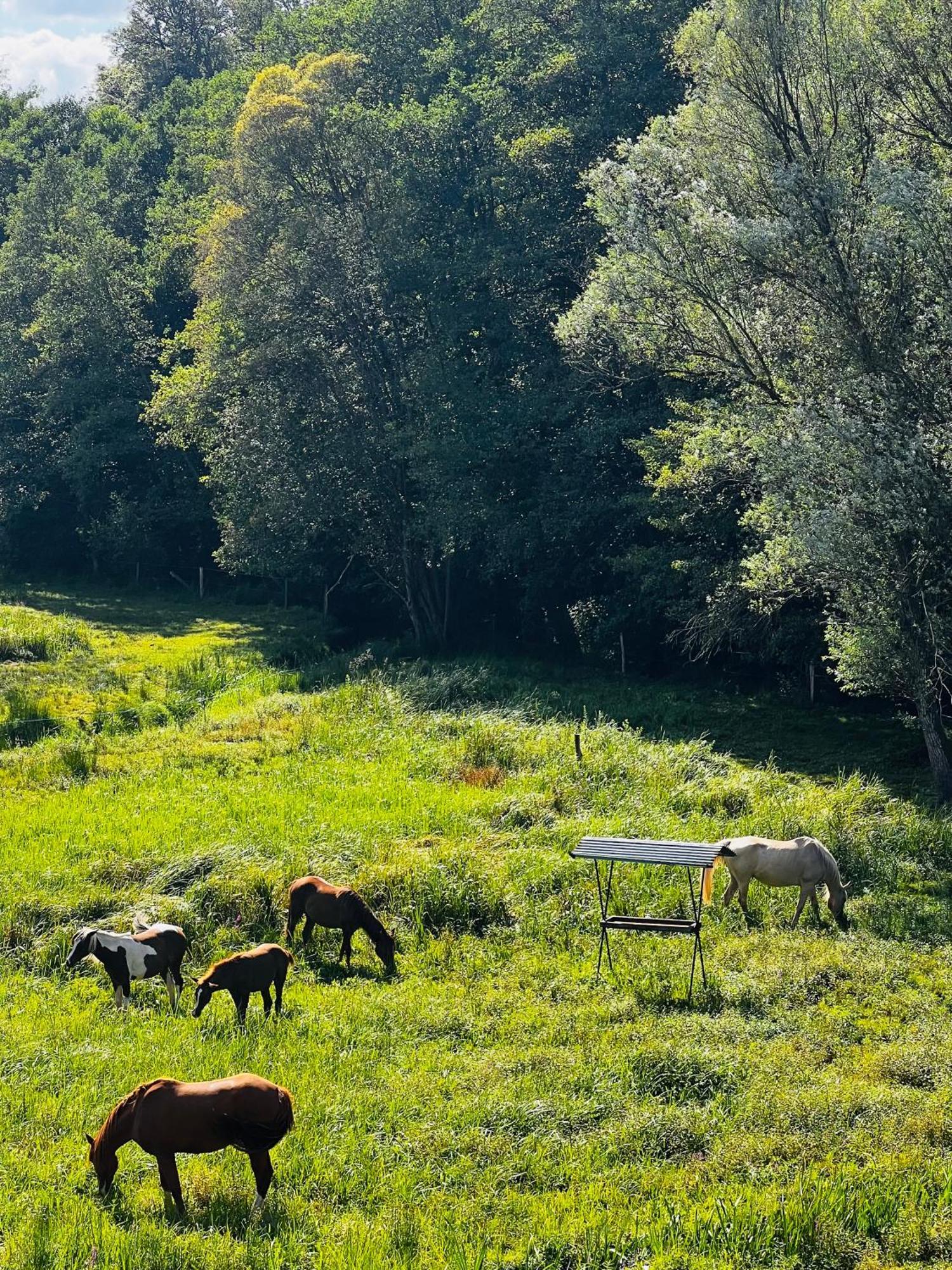 Maison D'Hotes En Pleine Nature Avec Chevaux Soucht Esterno foto