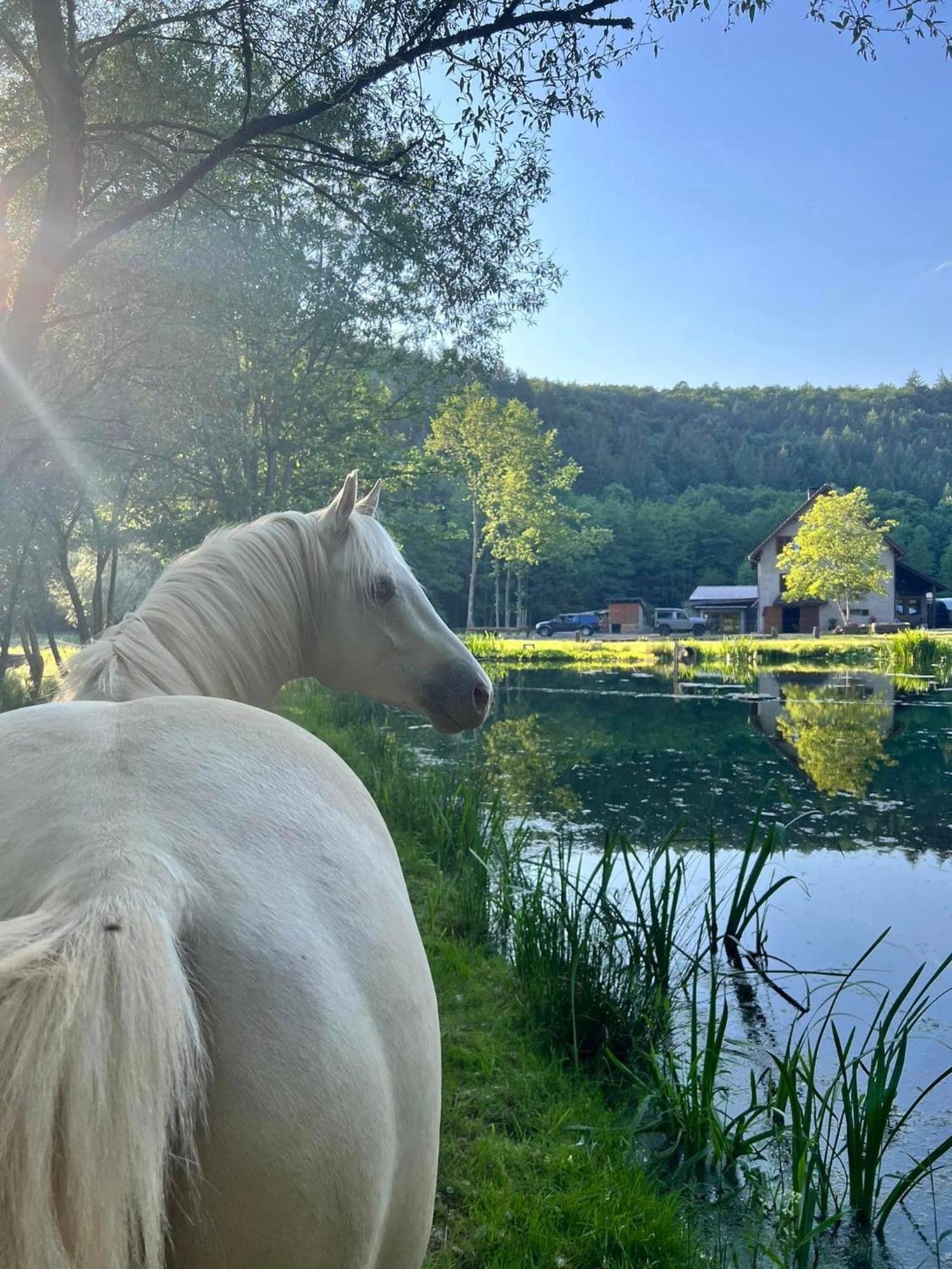 Maison D'Hotes En Pleine Nature Avec Chevaux Soucht Esterno foto