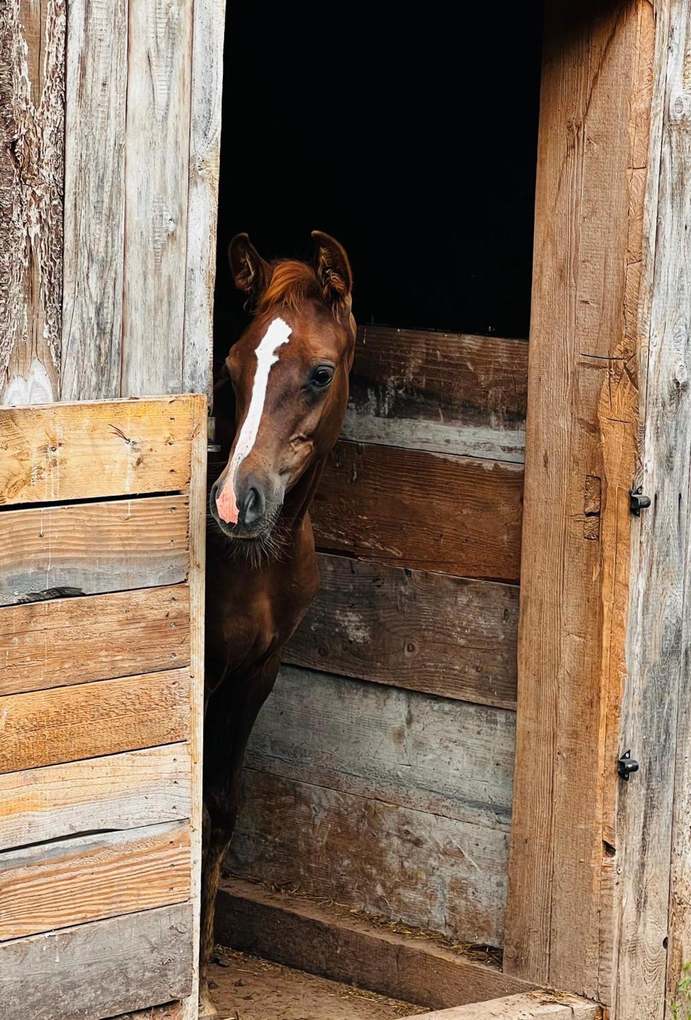 Maison D'Hotes En Pleine Nature Avec Chevaux Soucht Esterno foto