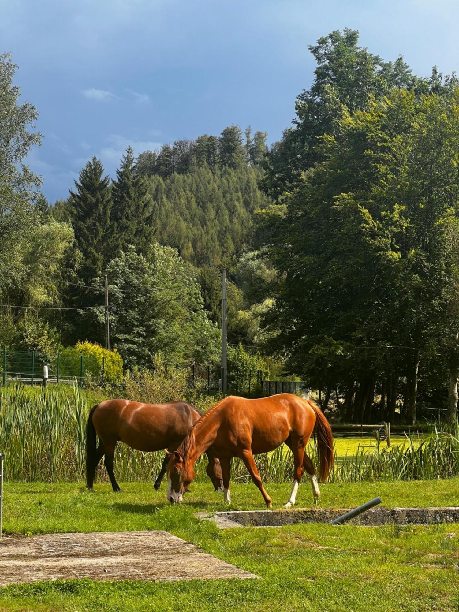 Maison D'Hotes En Pleine Nature Avec Chevaux Soucht Esterno foto