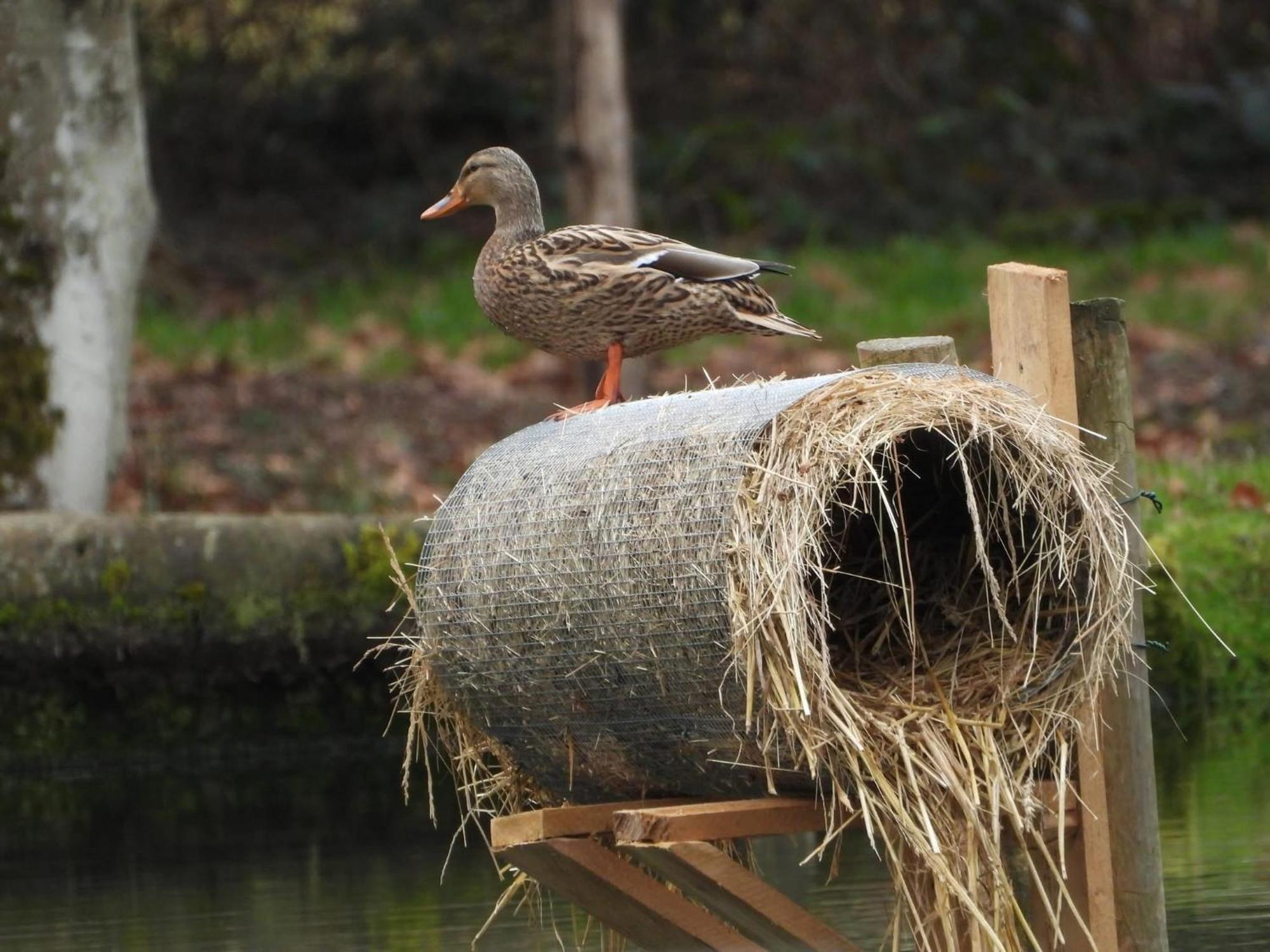 Maison D'Hotes En Pleine Nature Avec Chevaux Soucht Esterno foto